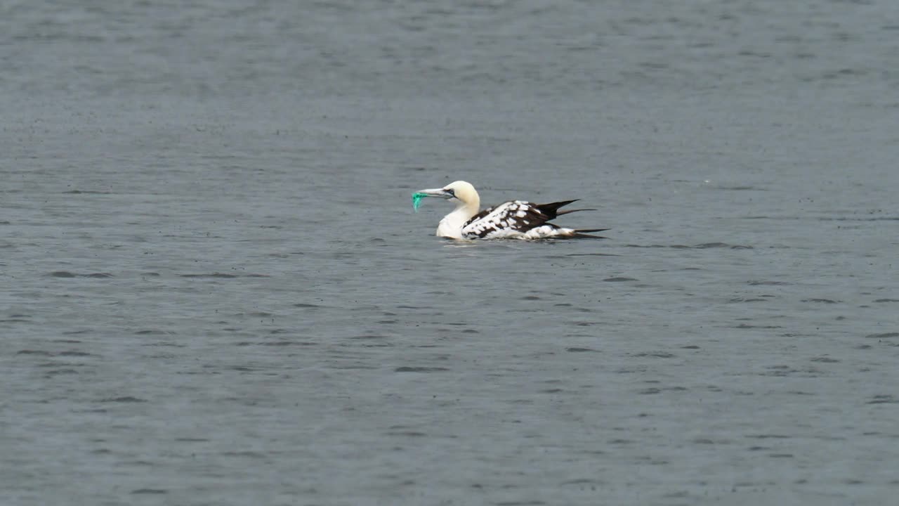 在英国兰开夏郡Silverdale附近的Leighton Moss RSPB保护区，一只北方塘鹅，Morus bassanus嘴里塞着塑料渔网。视频素材