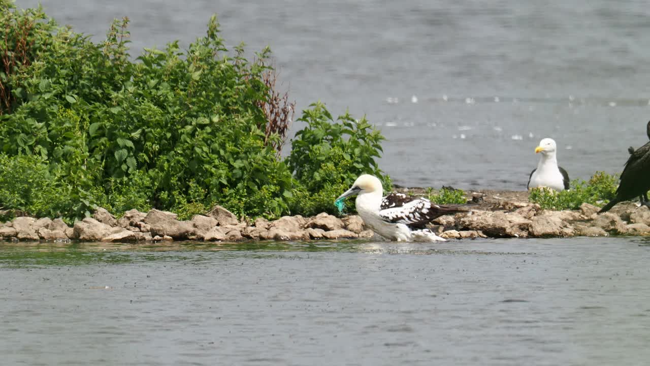 在英国兰开夏郡Silverdale附近的Leighton Moss RSPB保护区，一只北方塘鹅，Morus bassanus嘴里塞着塑料渔网。视频素材