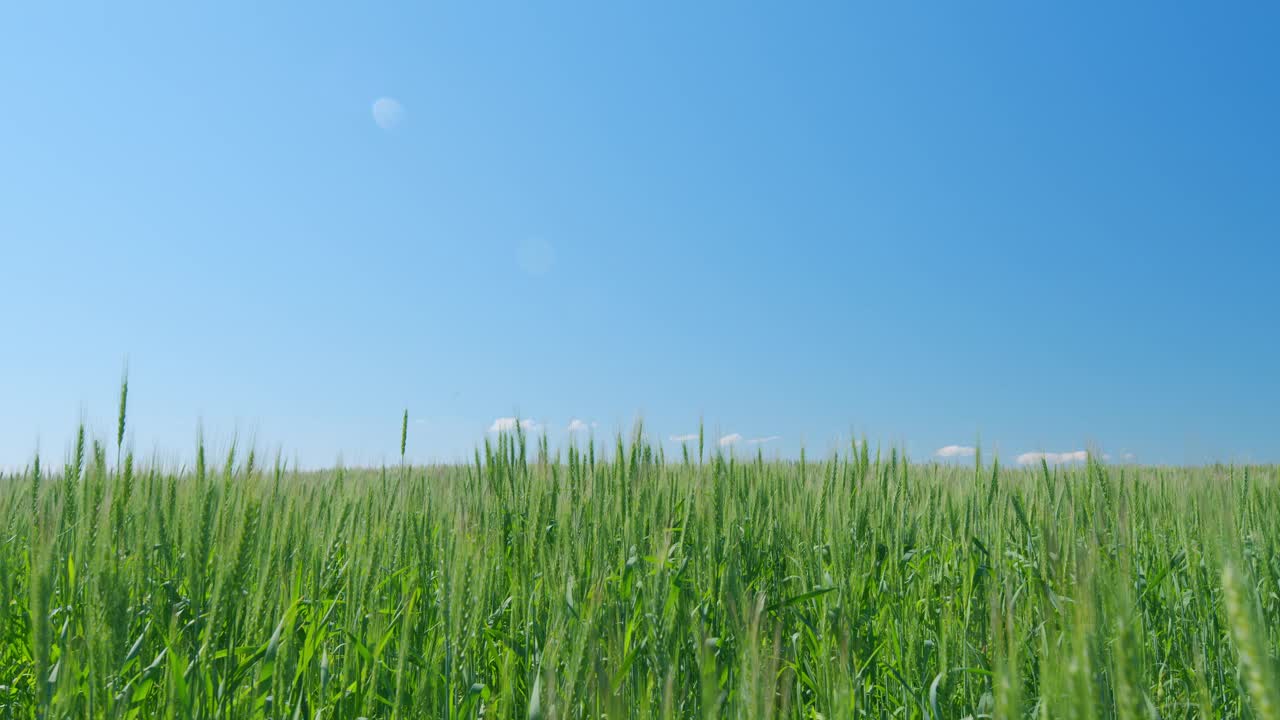 阳光明媚的日子里，微风吹拂着麦穗。麦田是为面包而生长的。农业产业。视频素材