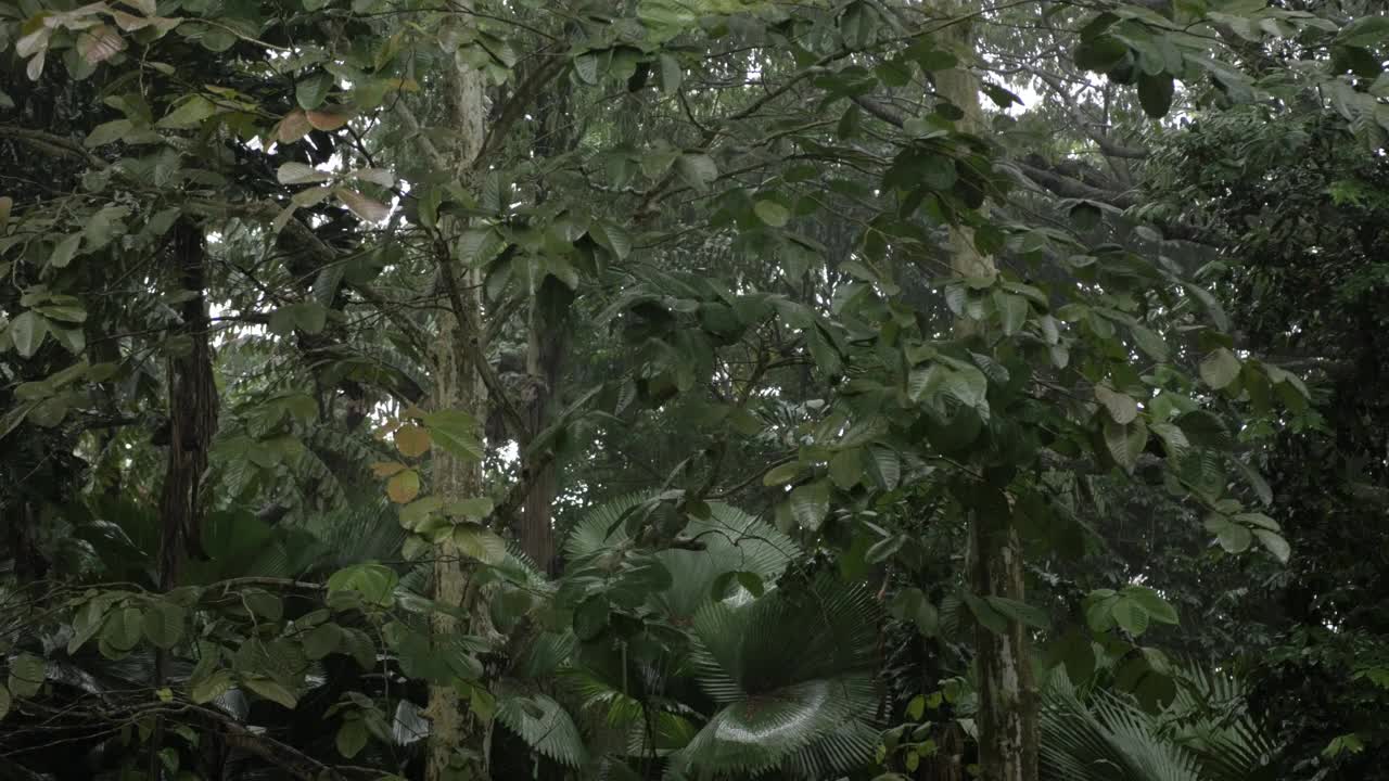 景观景观有暴雨阵雨和强风，树木之上云雾密布，热带雨林。在茂密的森林中欣赏自然的热带景观视频素材