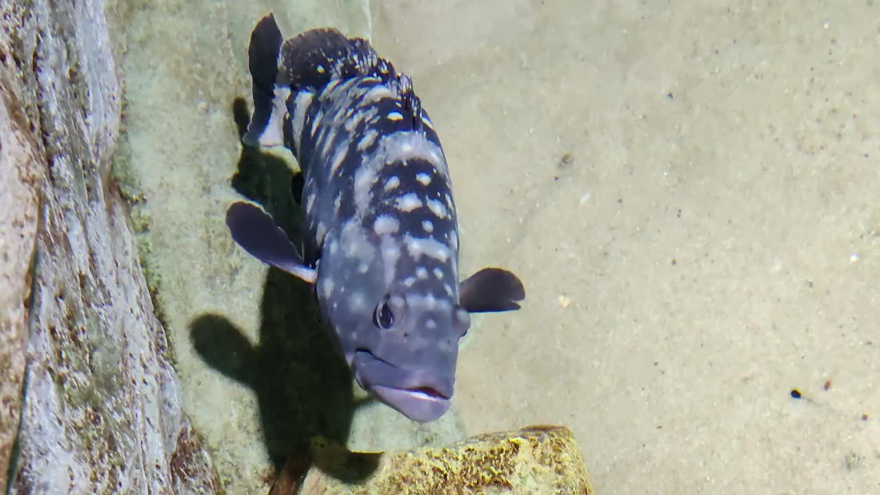 长牙石斑鱼(Epinephelus bruneusFish)在水下池塘里优雅地游泳。视频下载