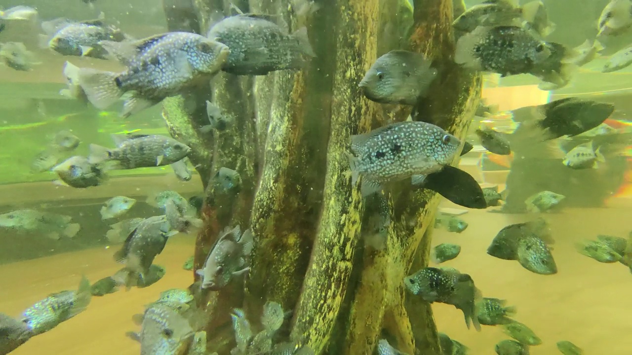 德州慈鲷(Herichthys cyanoguttatus)在水族馆里优雅地游泳。视频下载