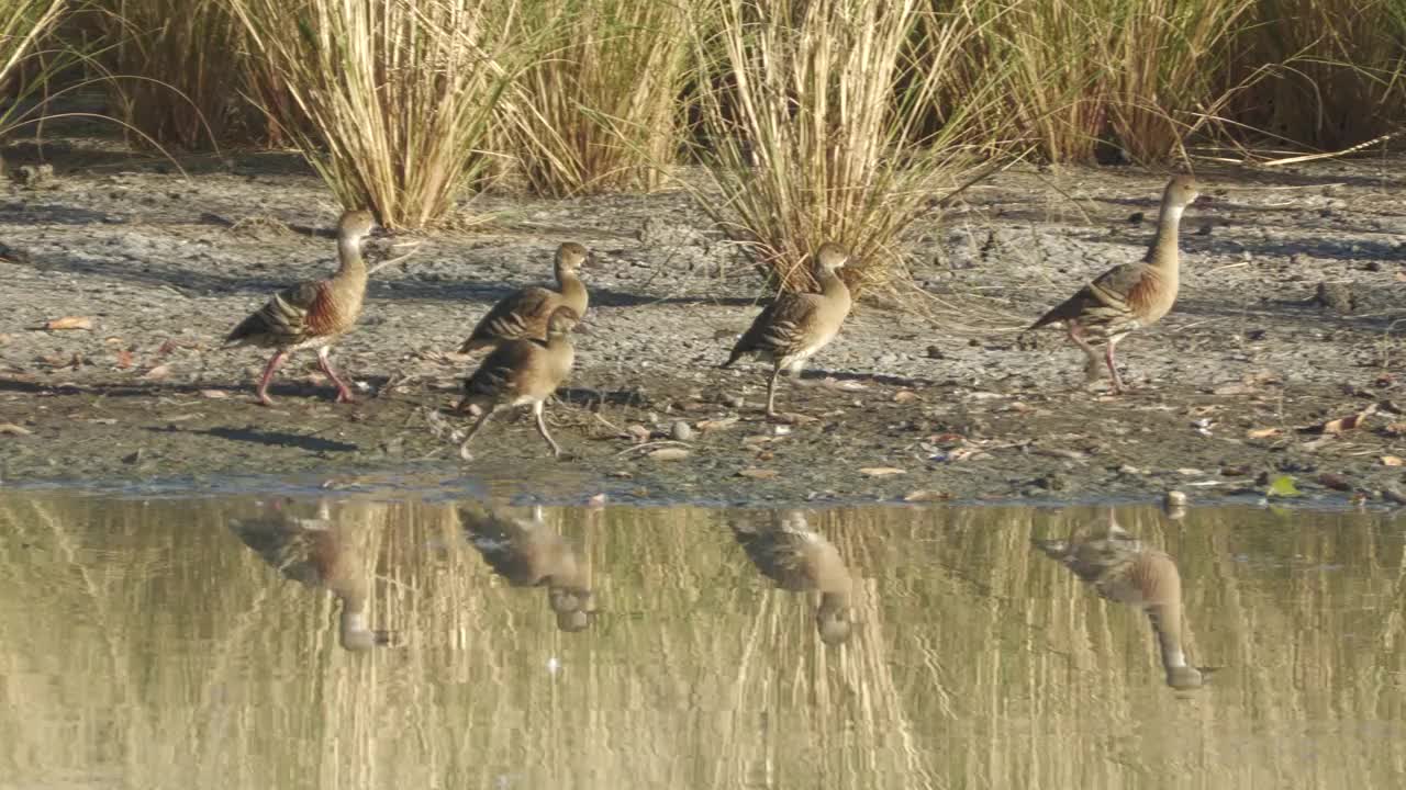 惠斯勒鸭子。视频素材