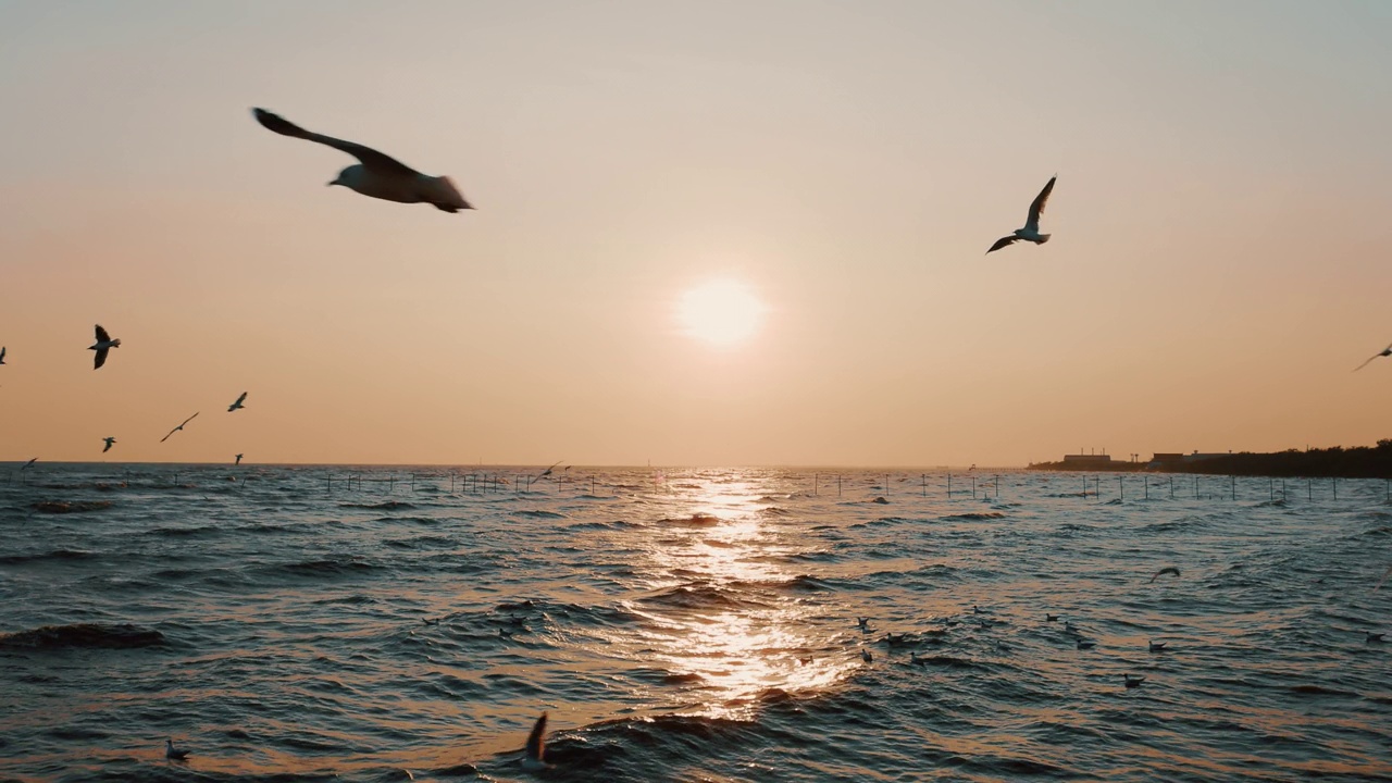 一群海鸥在夕阳下飞翔视频素材