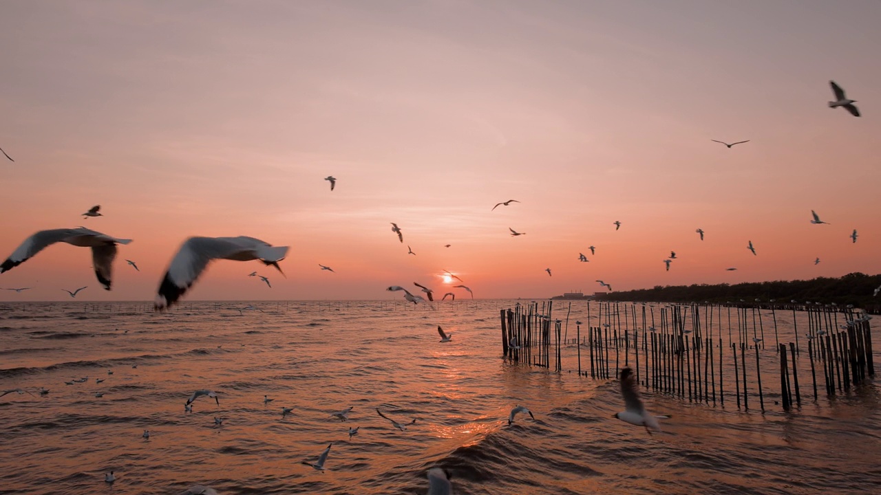 一群海鸥在夕阳下飞翔视频素材