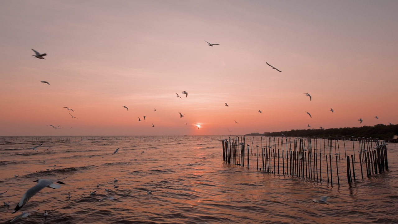 一群海鸥在夕阳下飞翔视频素材