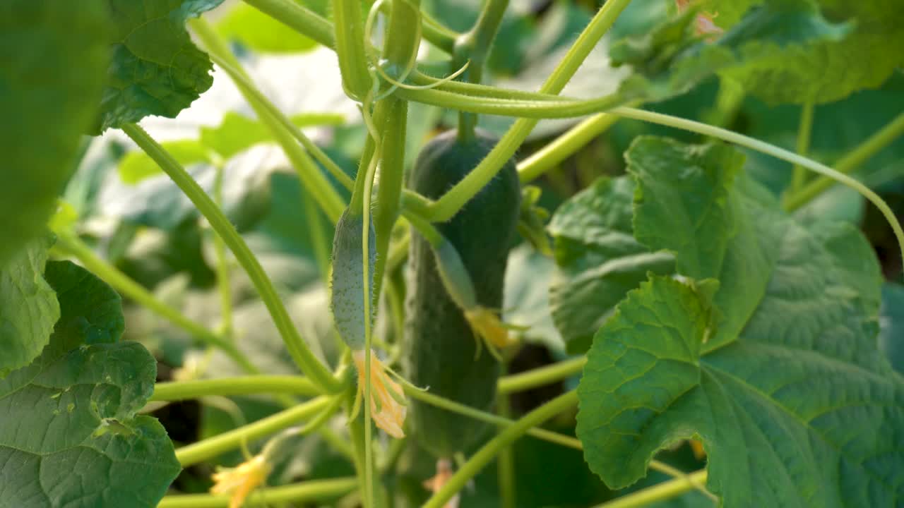 夏天温室里的黄瓜丛视频素材