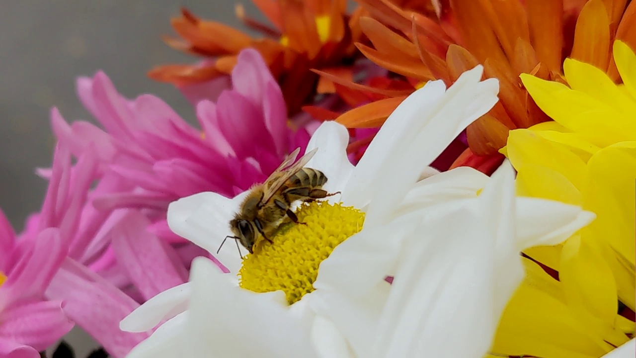 菊花上的黄蜂视频下载