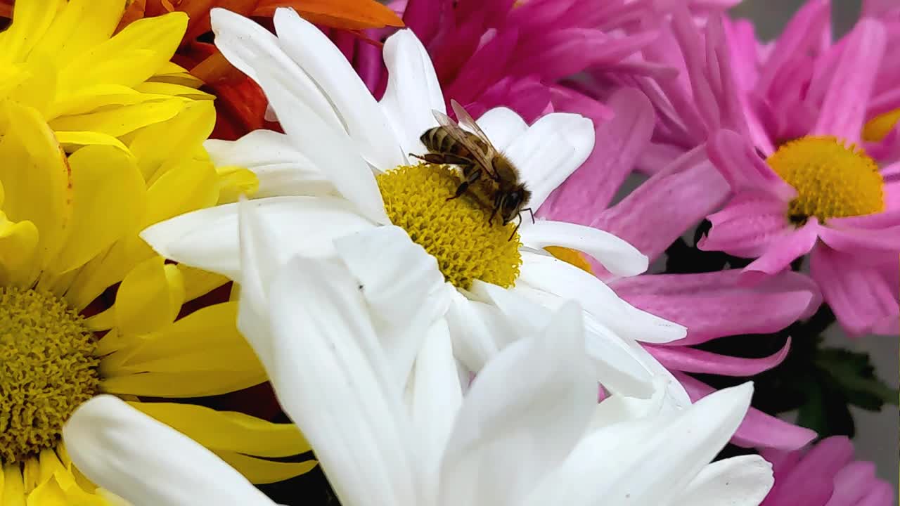 菊花上的黄蜂视频下载