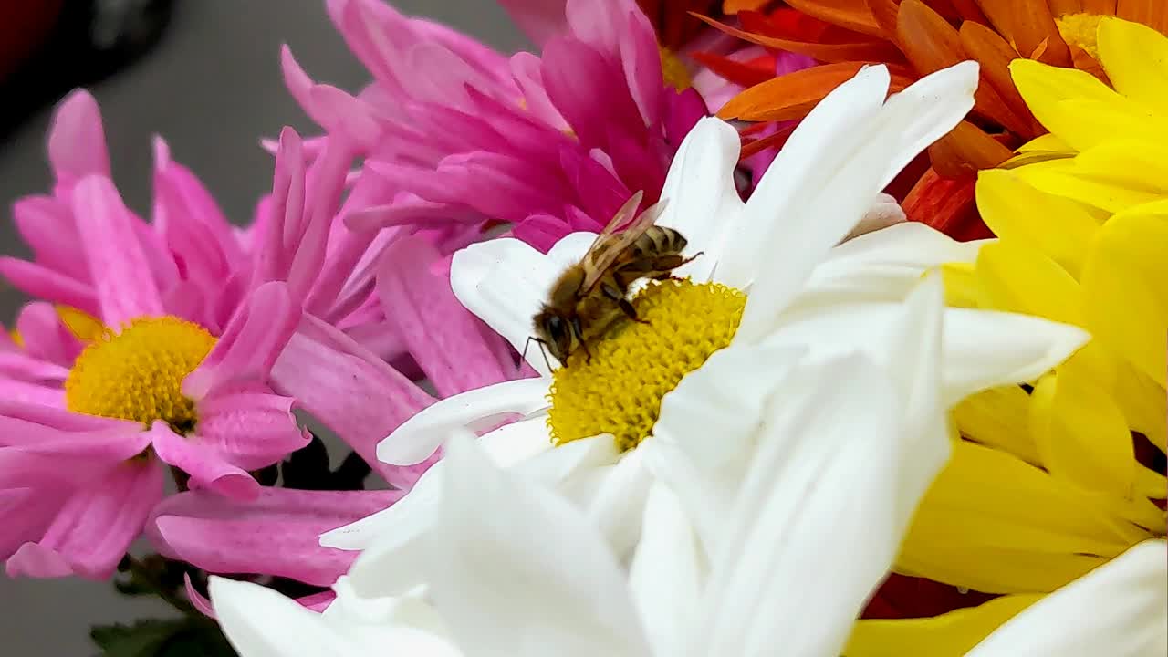 菊花上的黄蜂视频下载