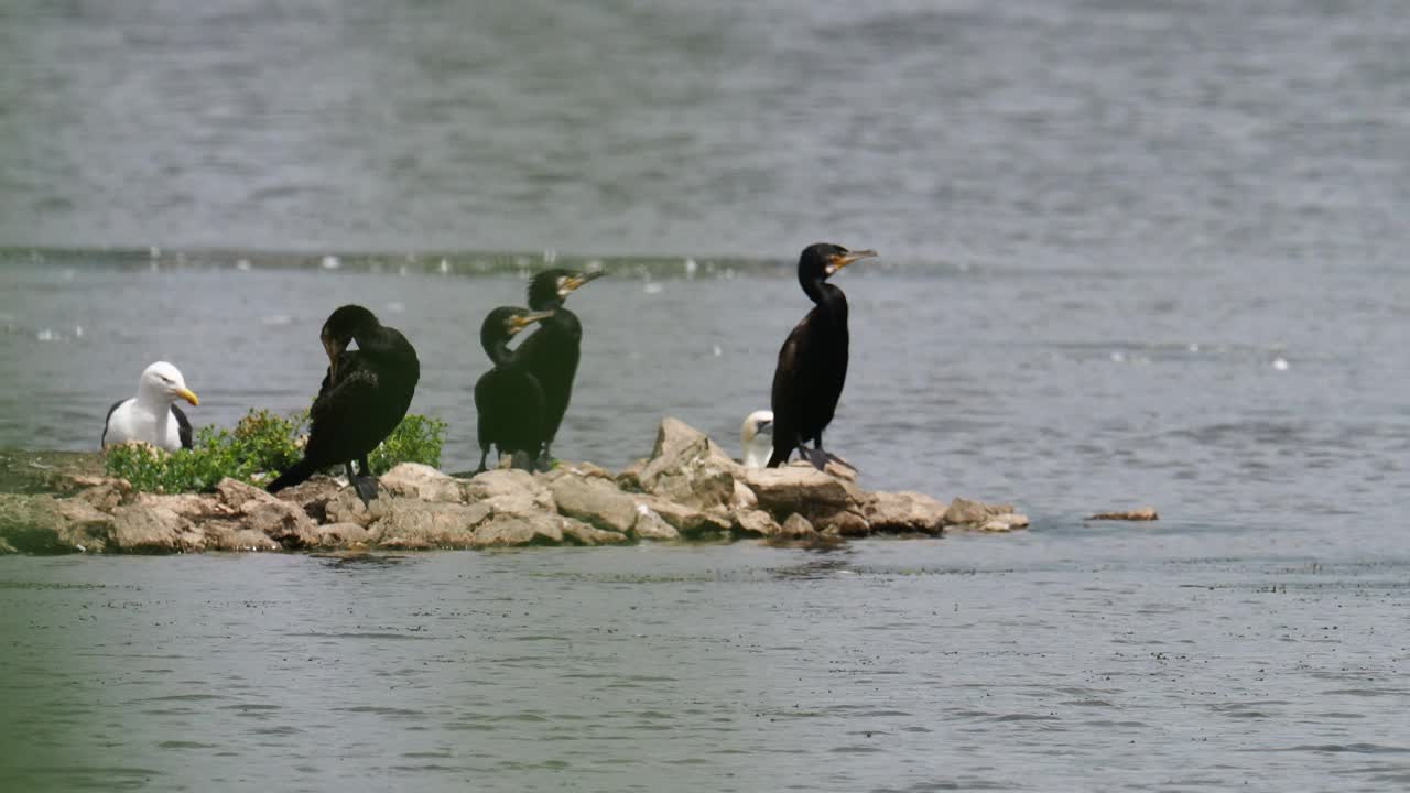 在英国兰开夏郡Silverdale附近的Leighton Moss RSPB保护区，一只北方塘鹅，Morus bassanus嘴里塞着塑料渔网。视频素材