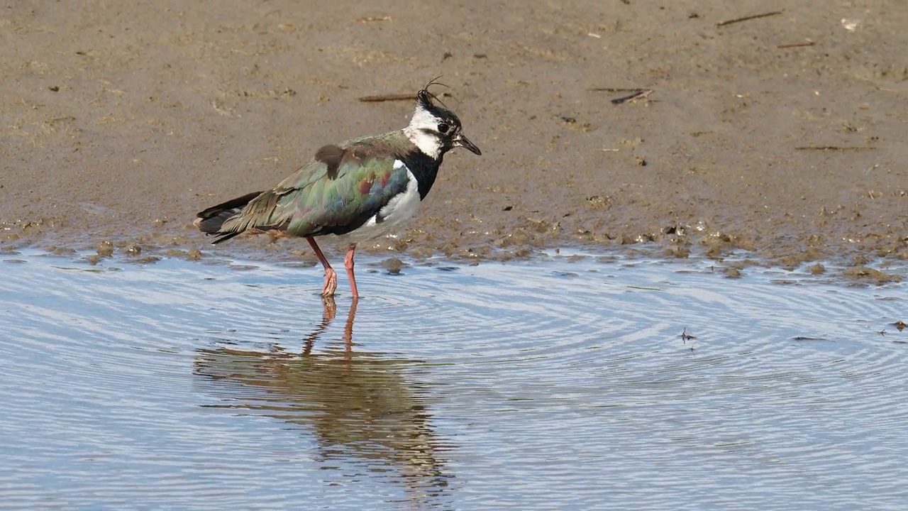 在英国兰开夏郡西尔弗代尔附近的雷顿莫斯RSPB保护区，一只北田凫正在进食。视频素材