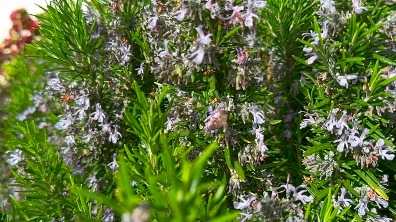 春天迷迭香花上的蜜蜂视频素材