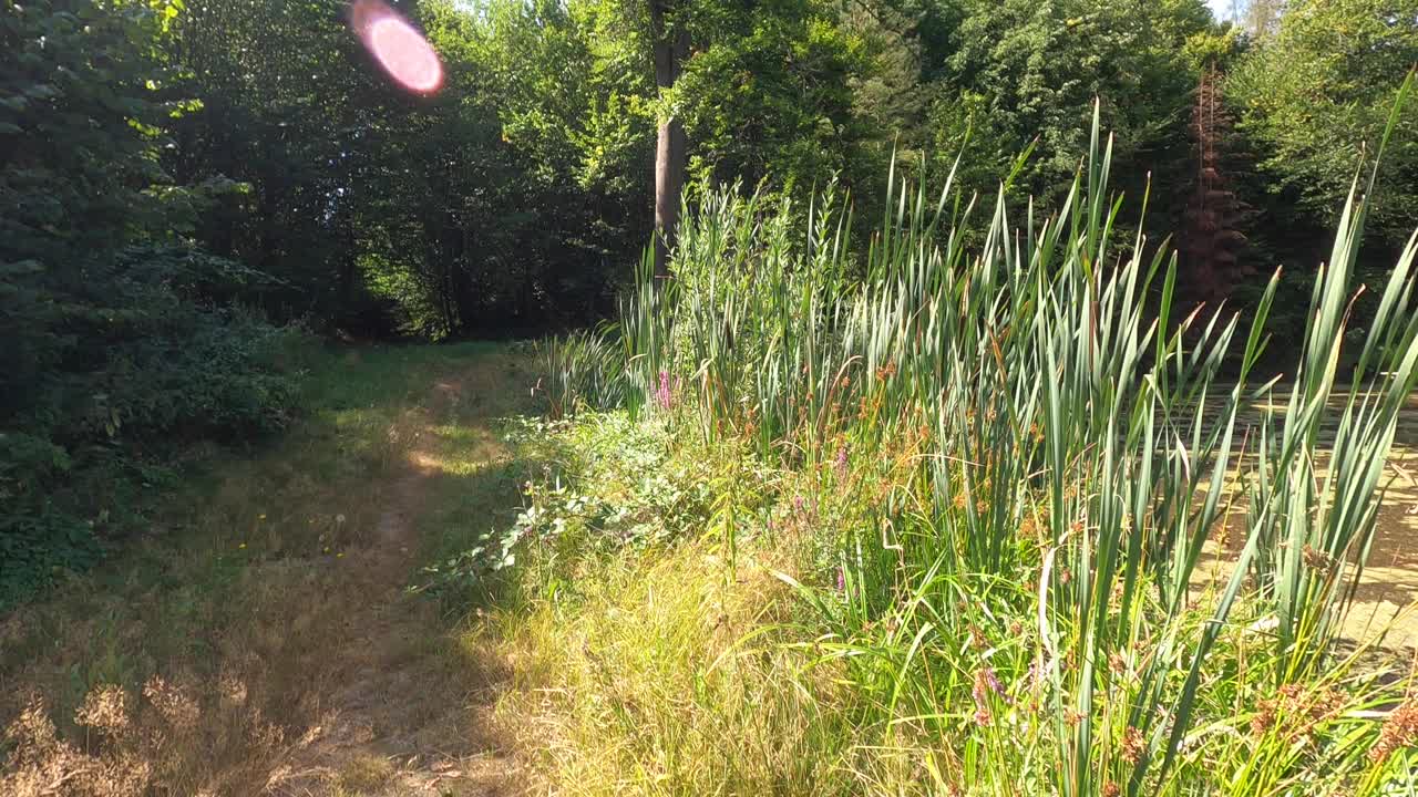 夏日的田野，在天空中乌云密布的森林边缘，德国巴伐利亚视频素材