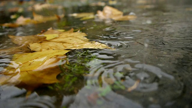 秋雨-街道水坑视频下载