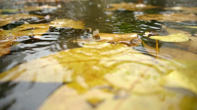 秋雨-街道水坑视频素材