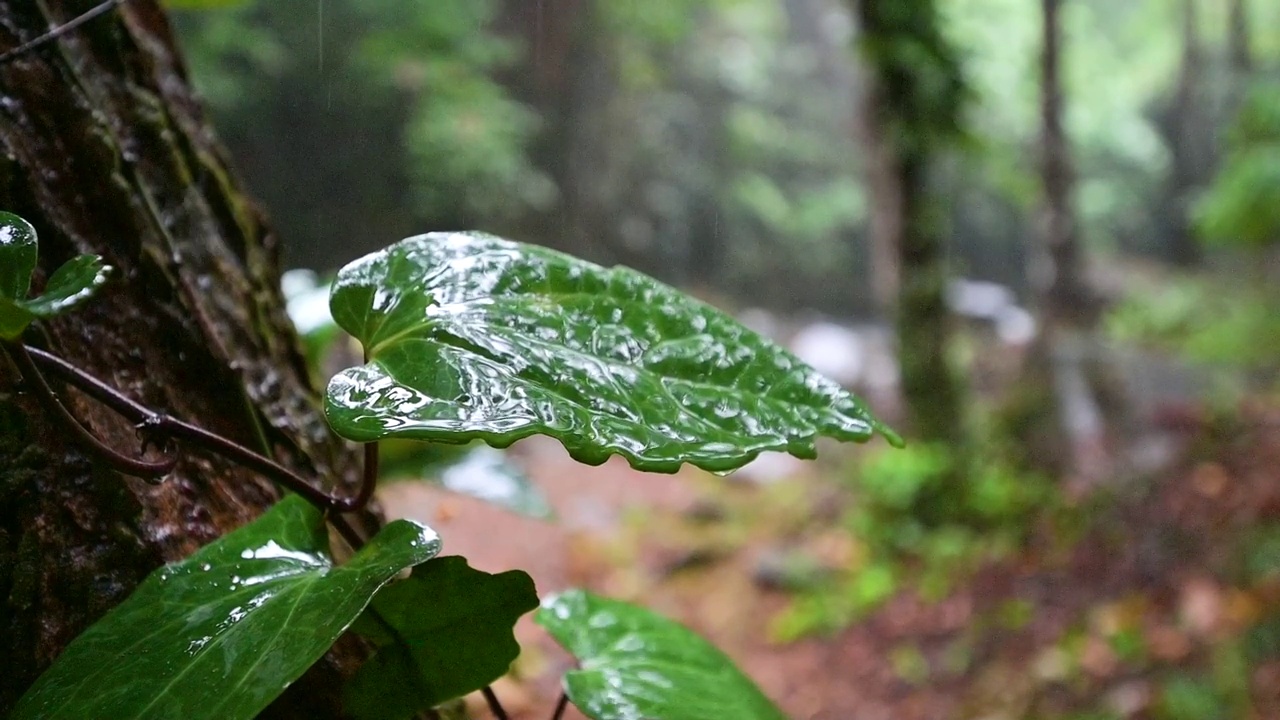 落在泰国那空西塔玛拉新森林地面上的雨滴视频素材