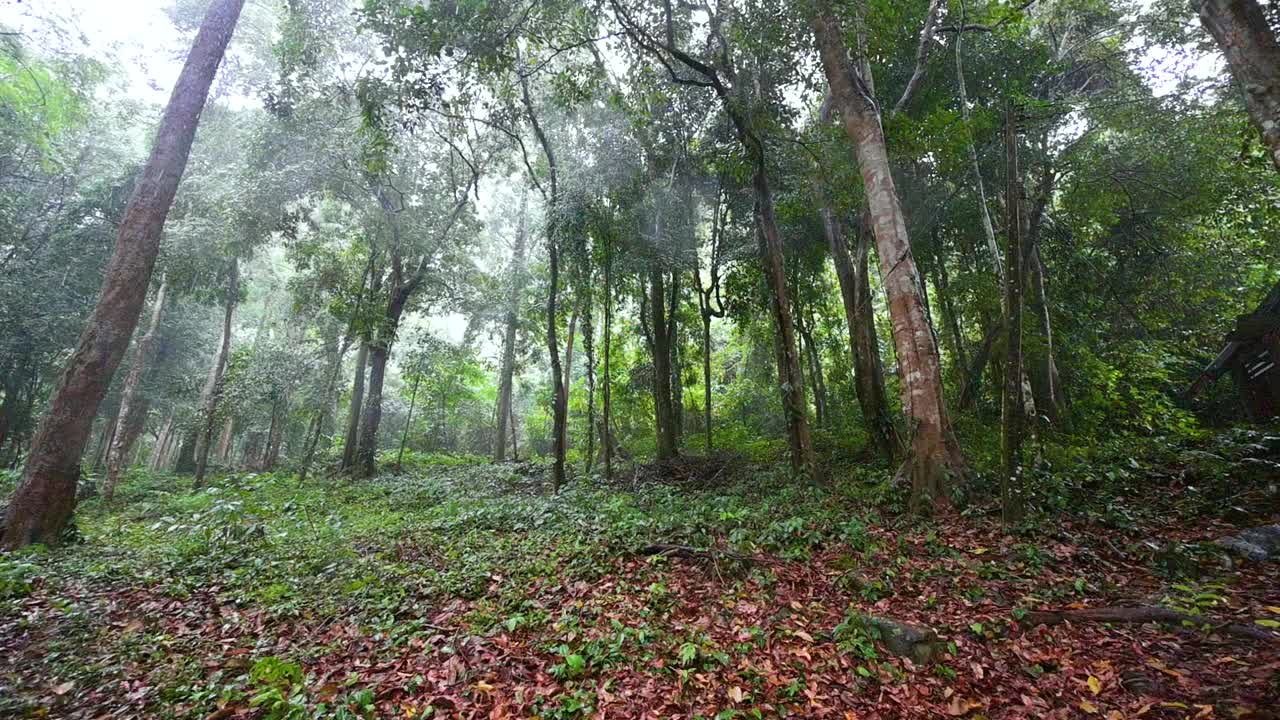 落在泰国那空西塔玛拉新森林地面上的雨滴视频素材