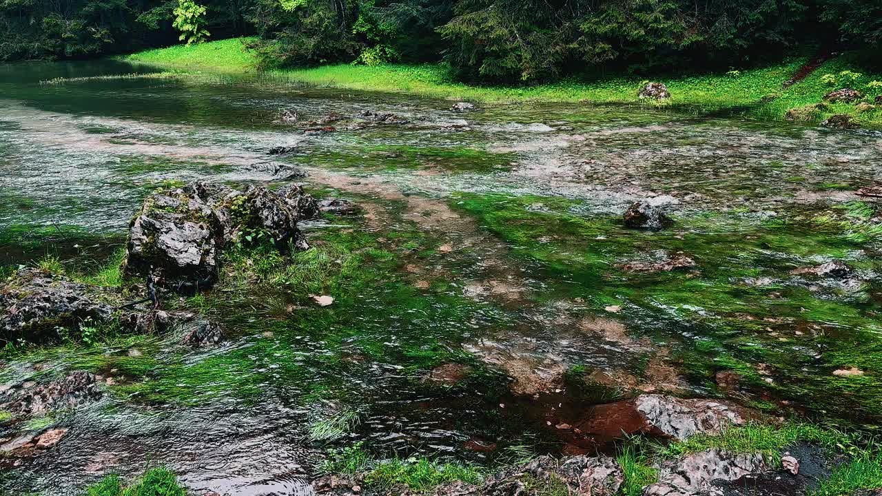 美丽的森林，有不同的树木和河流视频下载