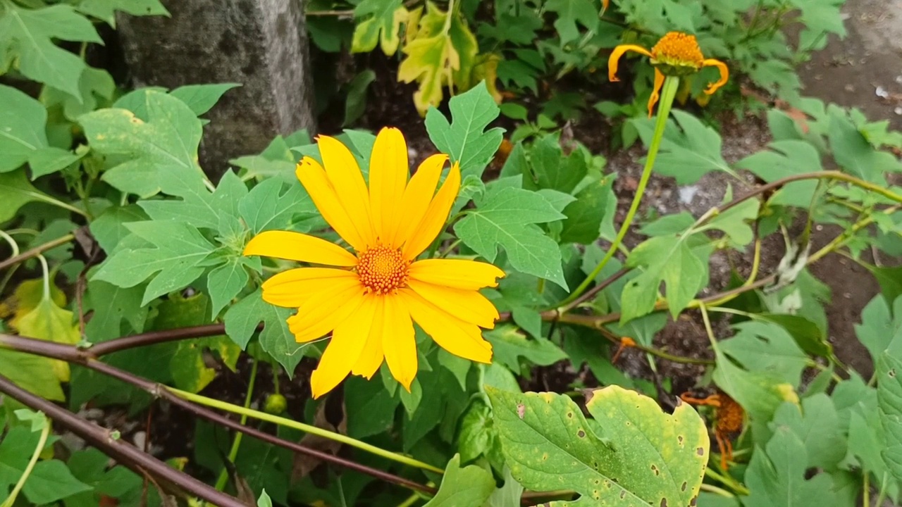 墨西哥向日葵植物叶子绿色美丽的黄色花朵视频素材