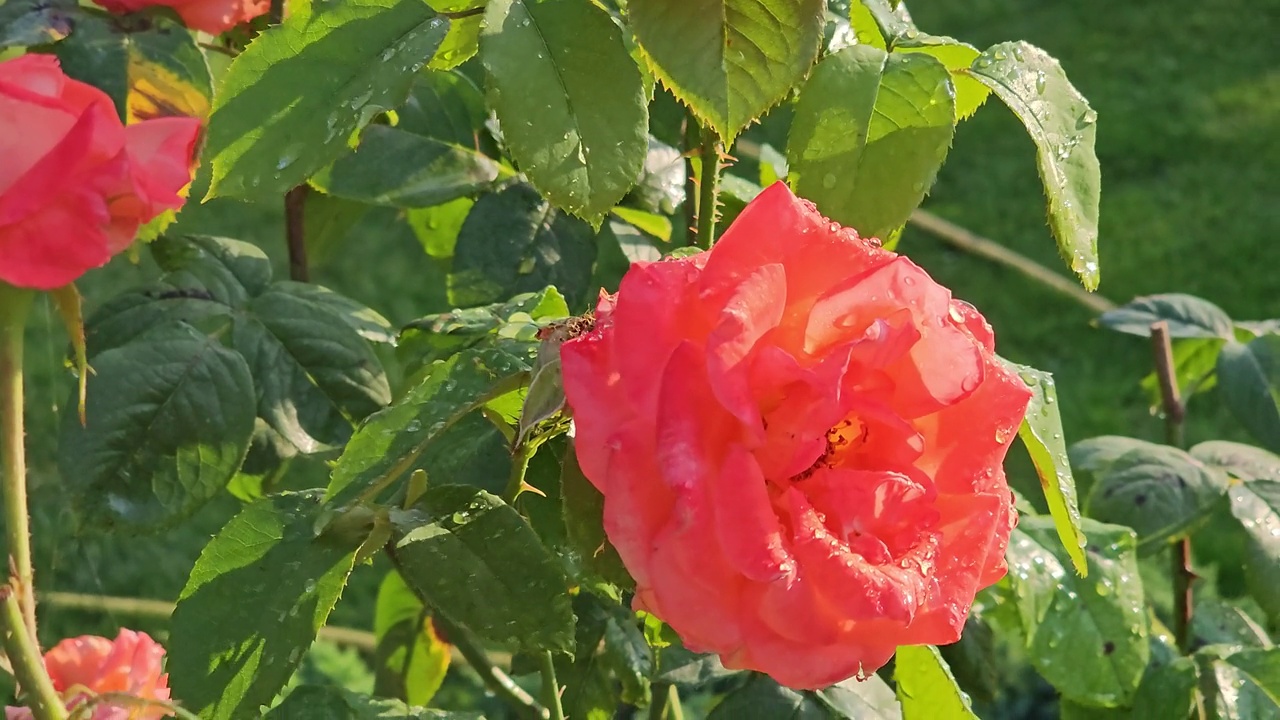 一个美丽的玫瑰丛特写，雨后的水滴落在玫瑰花瓣上，在玫瑰园郁郁葱葱的绿色背景下绽放。视频素材