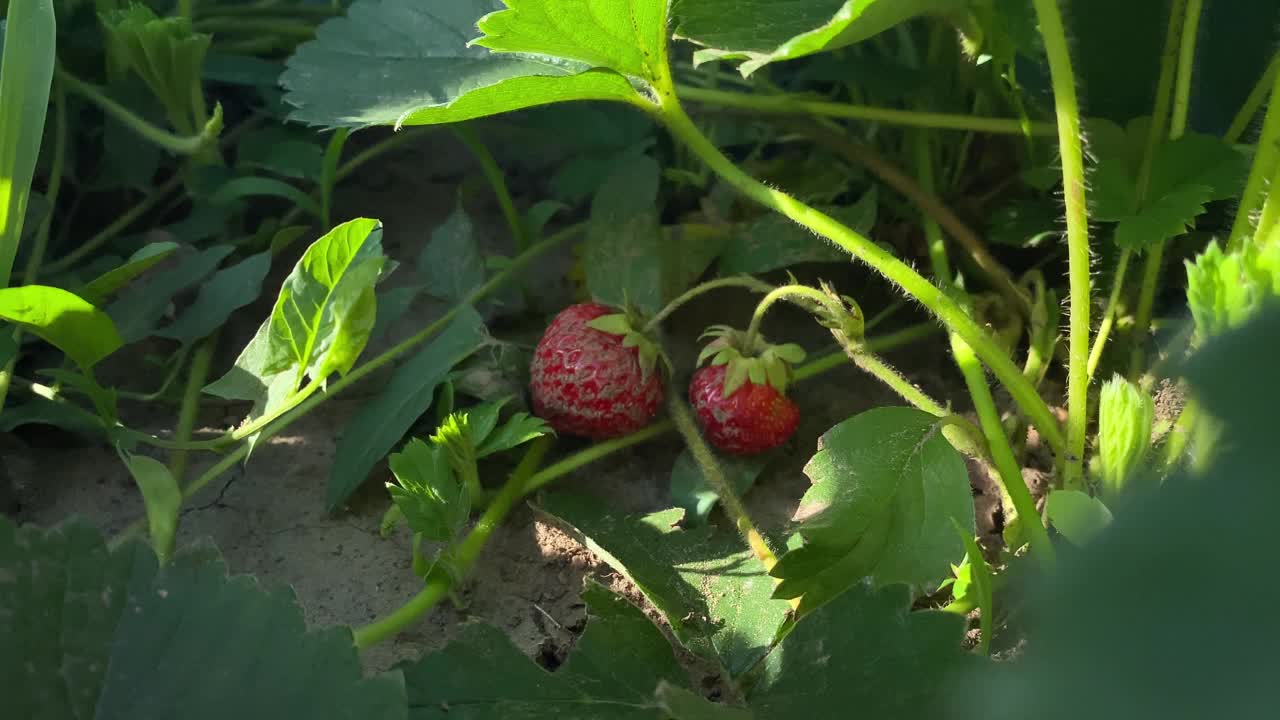 童年的快乐，在乡村的花园里收获新鲜的草莓视频素材