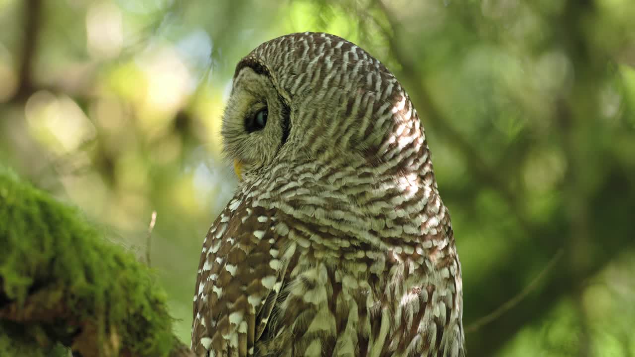 TP bar Owl眨眼/西雅图，华盛顿视频素材