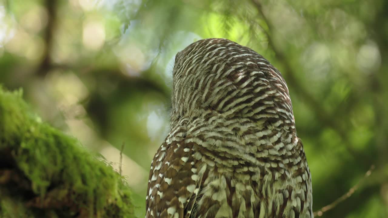 TP bar Owl眨眼/西雅图，华盛顿视频素材