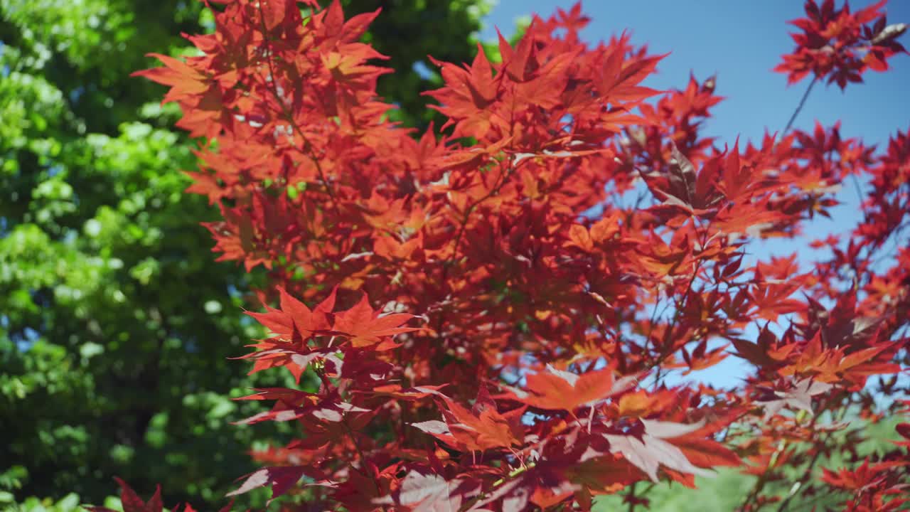 日本棕榈枫特写视频素材