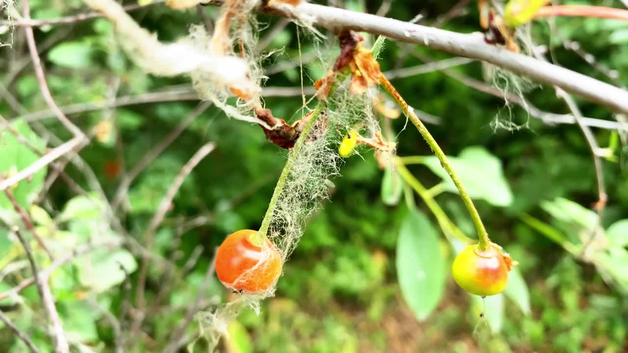 樱桃树病，树上有病的叶子视频素材