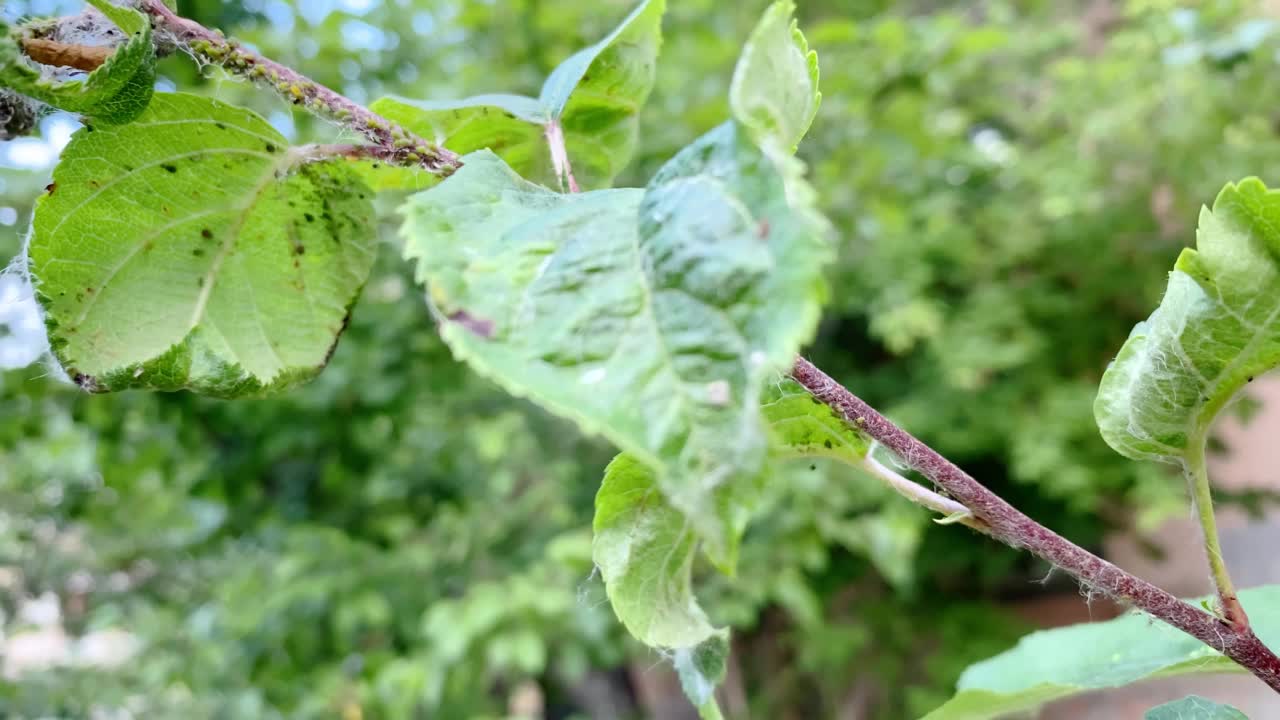 植物病害，树上的病叶视频素材