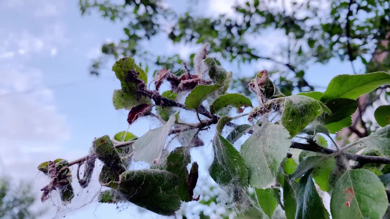 植物病害，树上的病叶视频素材