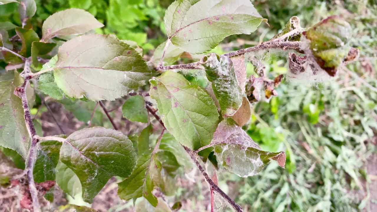 植物病害，树上的病叶视频素材