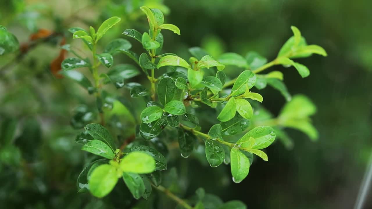 下雨时雨水落在树上的绿叶上。白天雨淋在绿树上。小雨落在小树上。绿色自然理念。视频素材