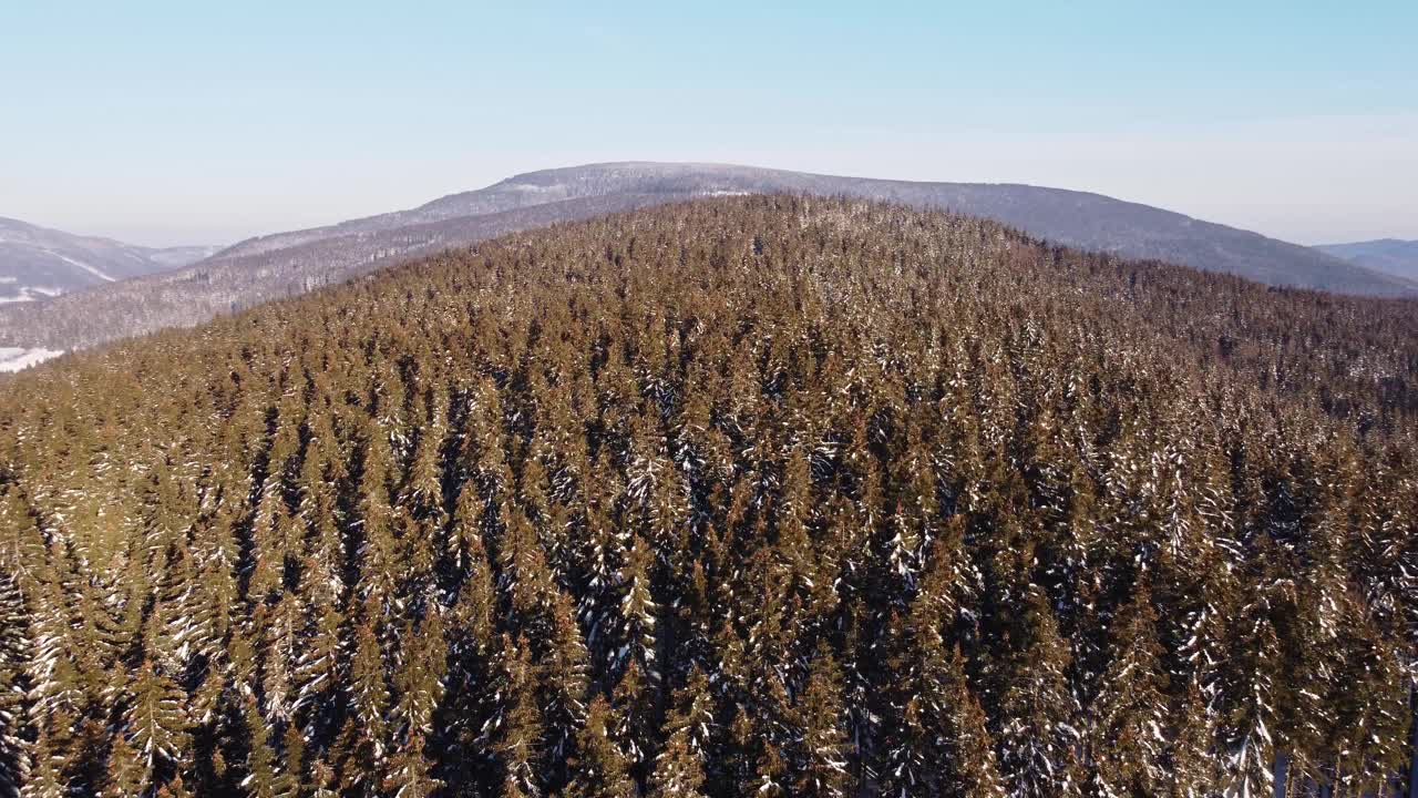 云杉白雪覆盖的森林鸟瞰图，早晨的阳光穿过它。松针的味道。野性自然的清新。4 k的视频视频素材