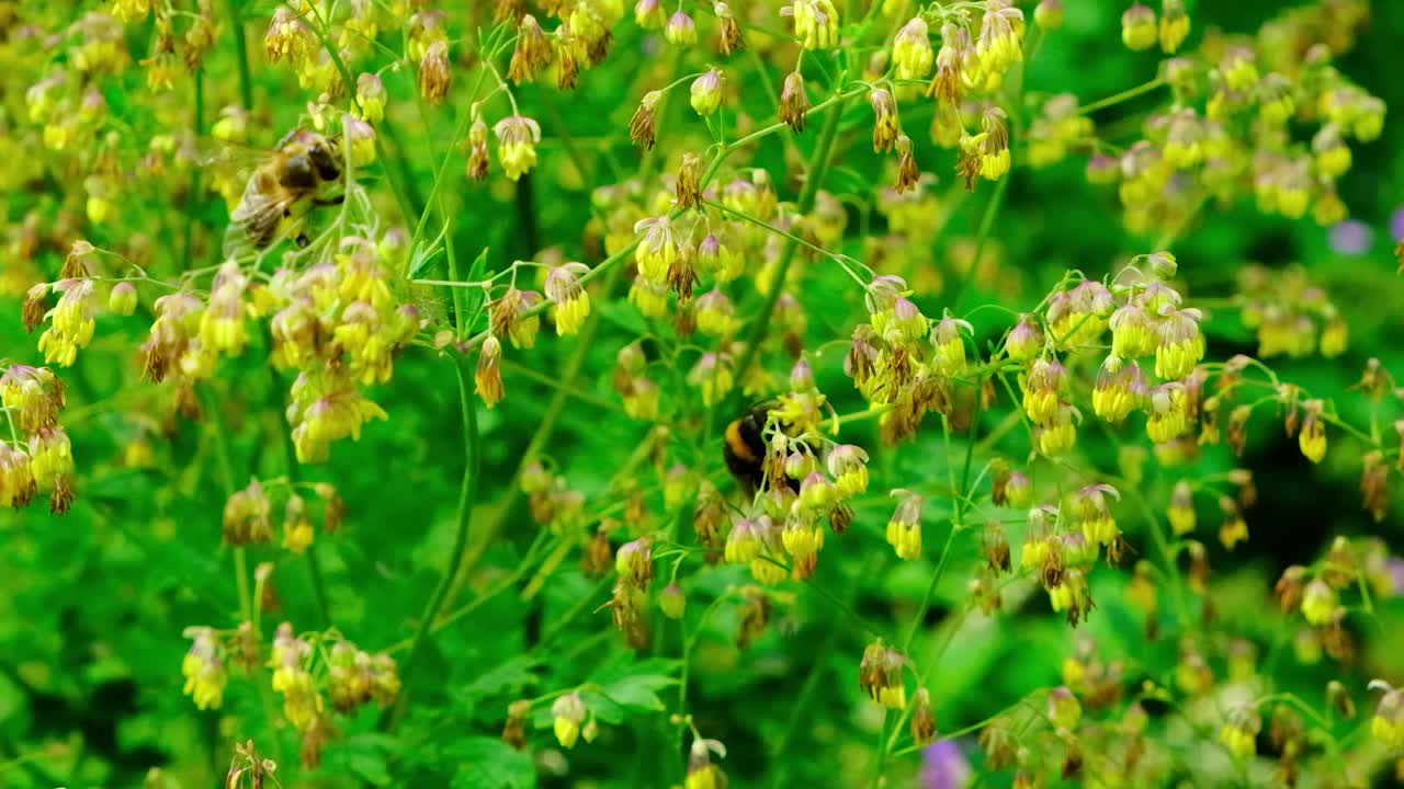 蜜蜂和大黄蜂从黄色灌木Thalictrum minus的花朵上采集花蜜视频素材