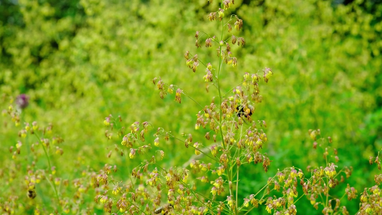 蜜蜂和大黄蜂从黄色灌木Thalictrum minus的花朵上采集花蜜视频素材