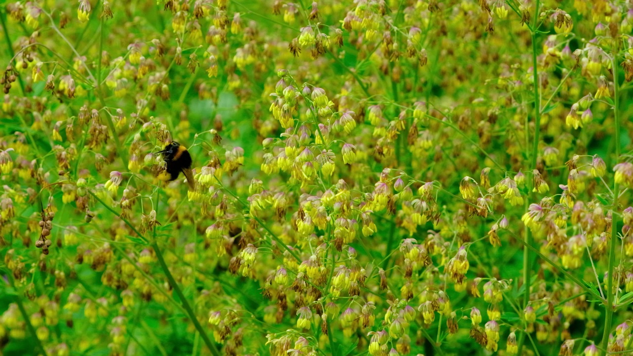 夏天，大黄蜂在植物园里为黄色灌木授粉，慢镜头视频素材