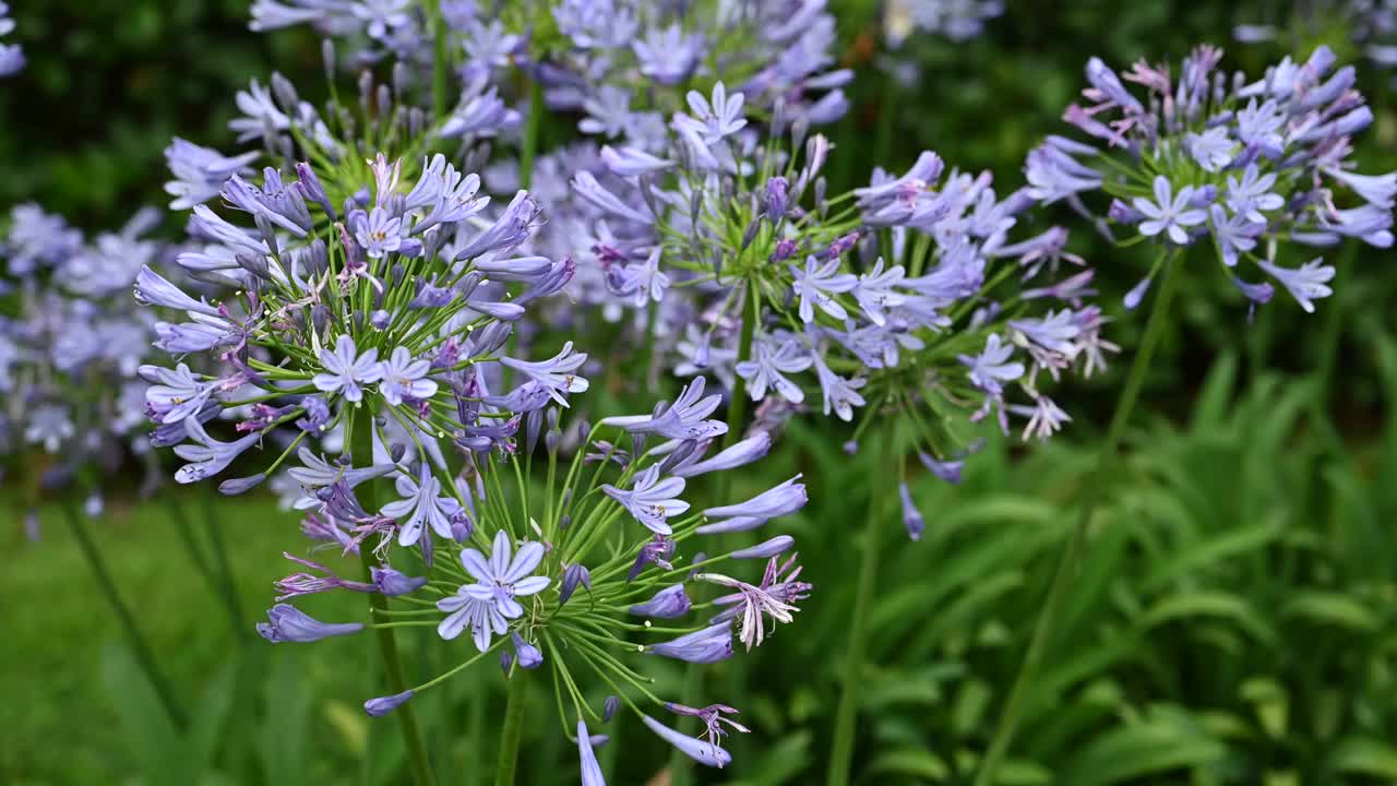 花园里有蓝色的花。视频素材