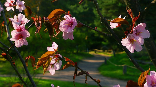 日本花园里盛开的樱花视频素材