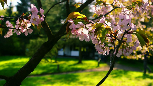 日本花园里盛开的樱花视频素材