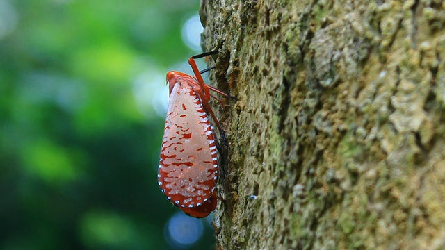 红翅鹞(Aphaena submaculata)视频素材