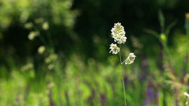 花领域视频素材