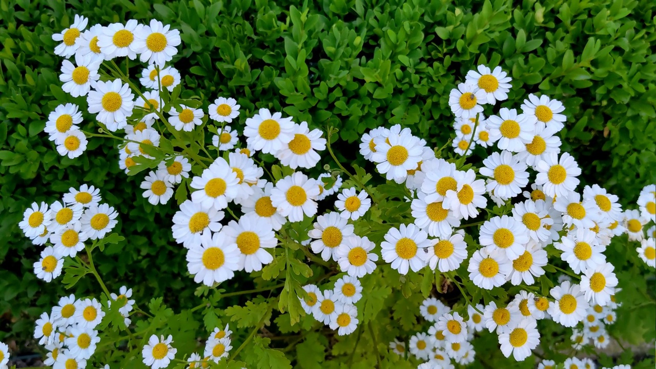 夏季花园里盛开的雏菊的全景图。有选择性的重点视频素材