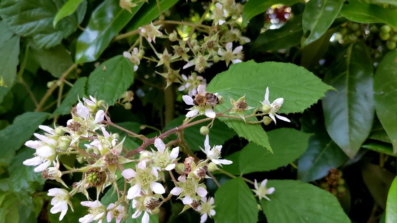 蜜蜂坐在白色的花朵上采集蜂蜜、花蜜和花粉视频素材