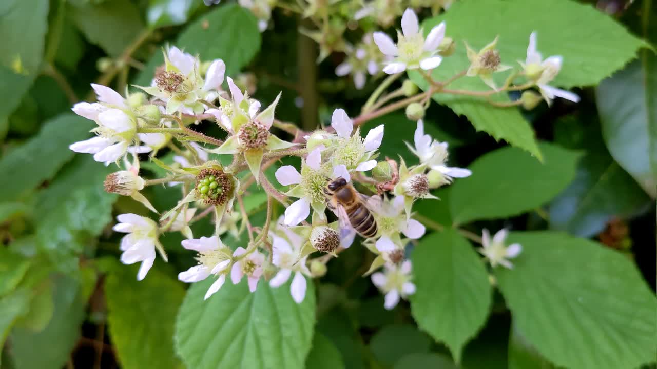 精致的紫色黑莓花和一只蜜蜂视频素材