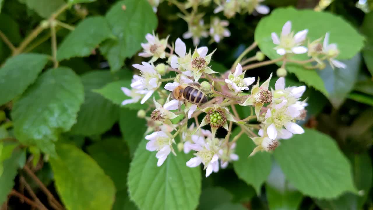 一只蜜蜂在夏天从黑莓花上收集花粉视频素材