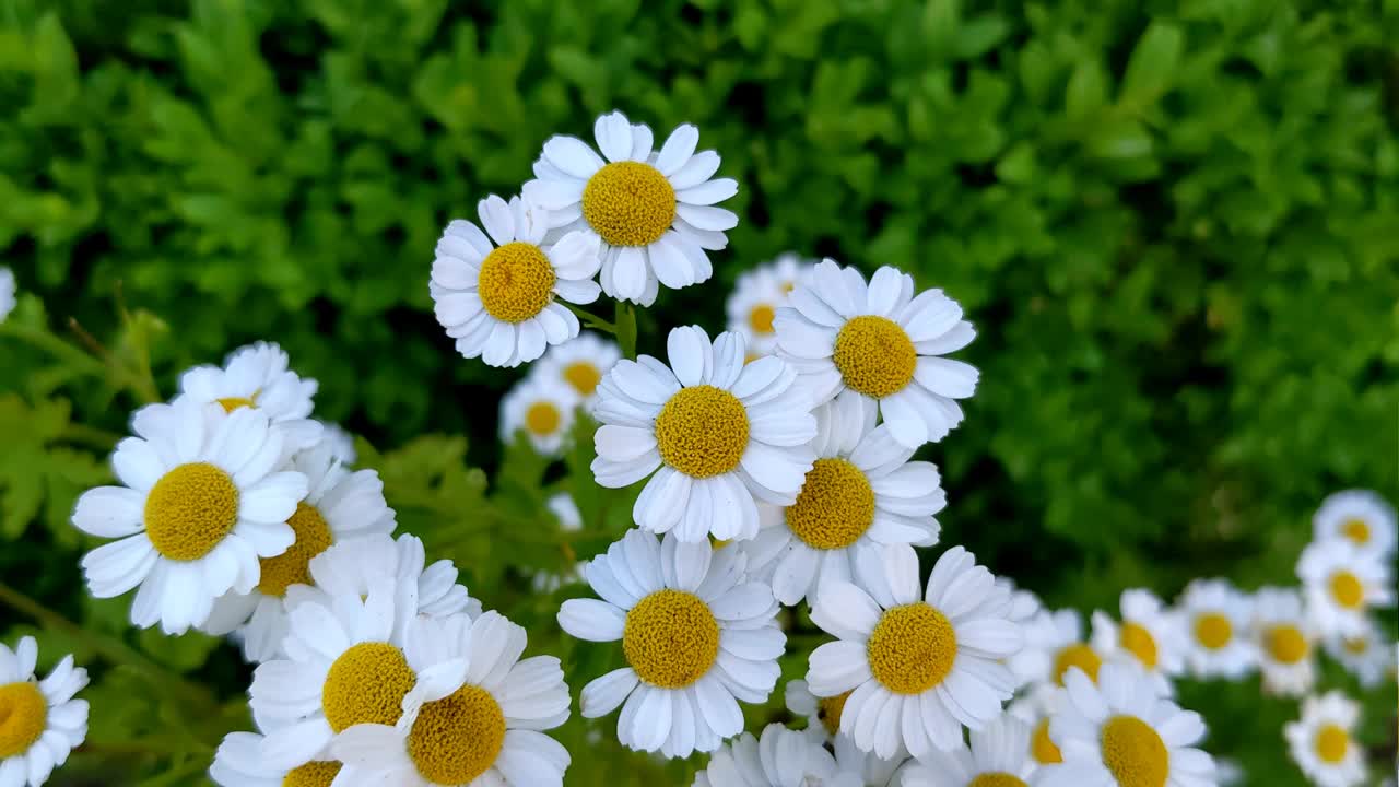 夏季花园里盛开的雏菊的全景图。有选择性的重点视频素材