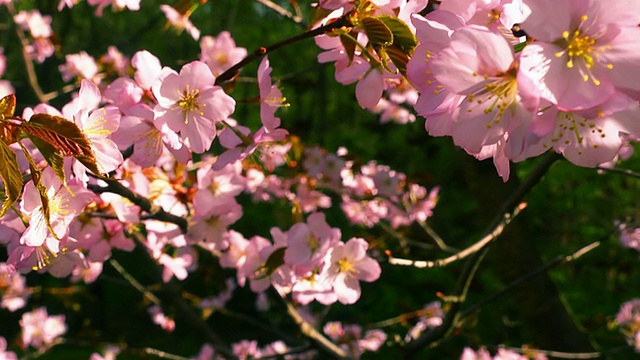 日本花园里盛开的樱花。视频素材