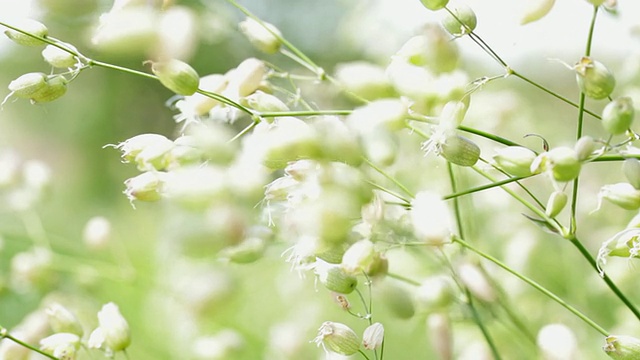 花在风视频素材